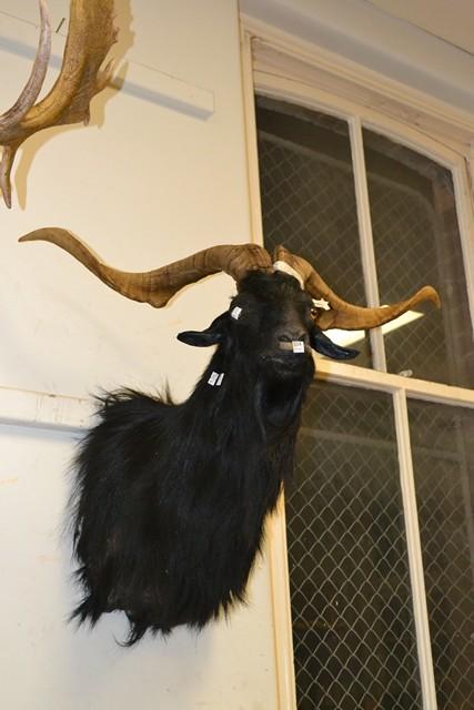 Appraisal: A TAXIDERMIED BLACK BUCK A TAXIDERMIED BLACK BUCK