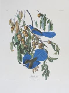 Appraisal: John James Audubon - Florida Jay No Plate Amsterdam edition