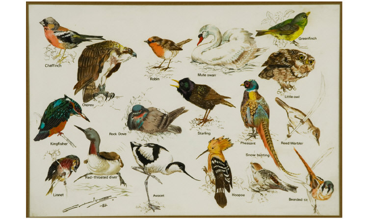 Appraisal: Ornithological Watercolour Signed Clive and dated Paintings of different birds