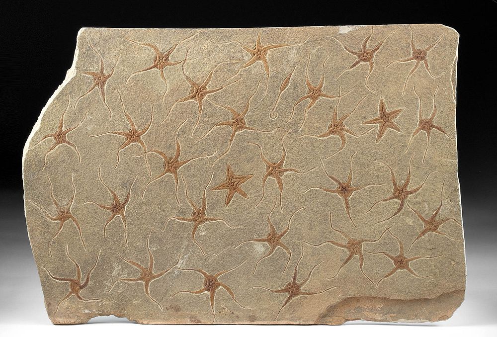 Appraisal: Fossilized Matrix w Brittle Starfish Asteroida Ancient Seas Morocco Ordovician