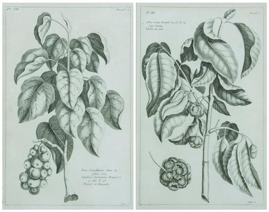 Appraisal: PIERRE BOUCHOZ French th century Botanicals Six black and white