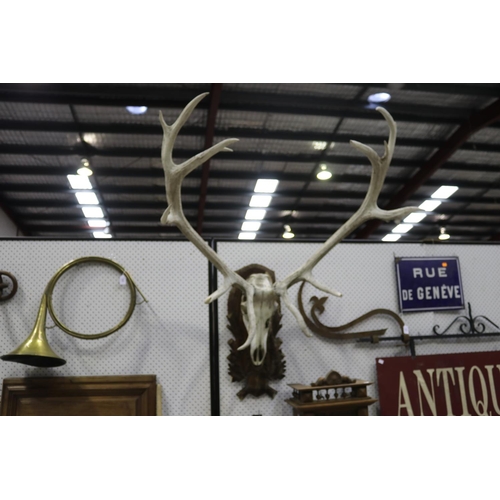 Appraisal: Large set of antlers on carved wood backboard approx cm