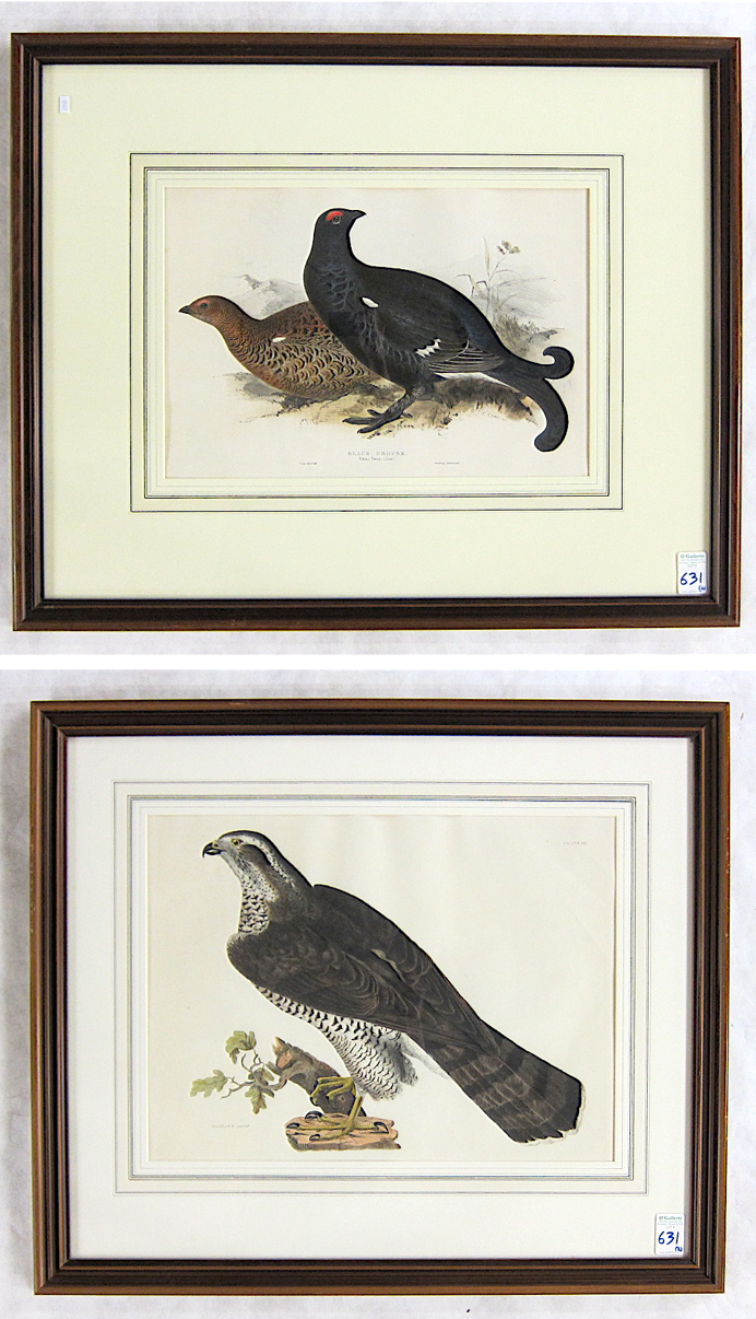 Appraisal: TWO ORNITHOLOGICAL HAND COLORED LITHOGRAPHS Edward Lear British - Black