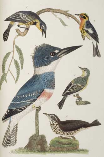 Appraisal: WILSON ALEXANDER and BONAPARTE CHARLES-LUCIEN American Ornithology Edited by Sir