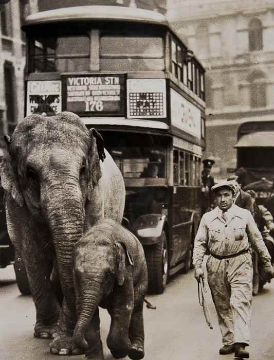 Appraisal: Elephants and their Trainers An album containing large photographs including