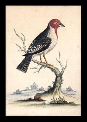 Appraisal: THREE ENGRAVED BIRD PRINTS Engraved with hand-coloring each image approx