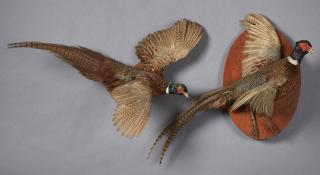 Appraisal: Pair of Taxidermied Pheasants th c mounted o Pair of