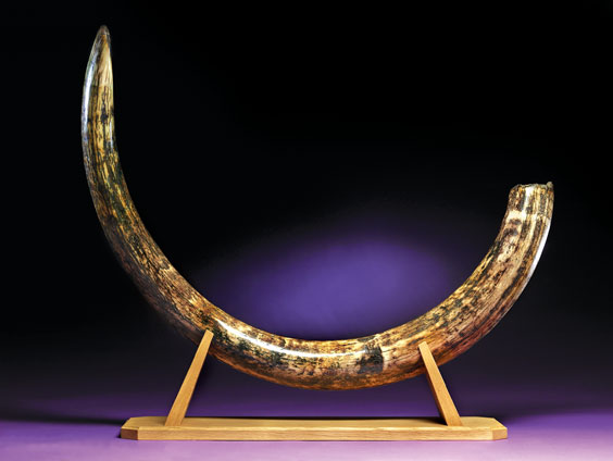 Appraisal: AN EXQUISITE WOOLLY MAMMOTH TUSK Mammuthus primigenius Pleistocene Tamyr Peninsula