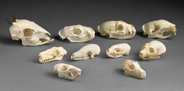 Appraisal: Rare African Skull Collection Various countries of Africa A fascinating