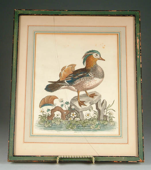 Appraisal: GEORGE EDWARDS English - COLORED BIRD PRINT Plate Signed in