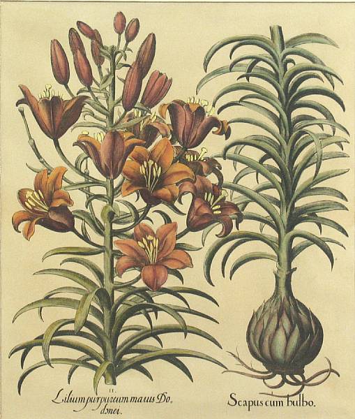 Appraisal: After Basilius Besler German - Botanical Etchings n d Handcolored