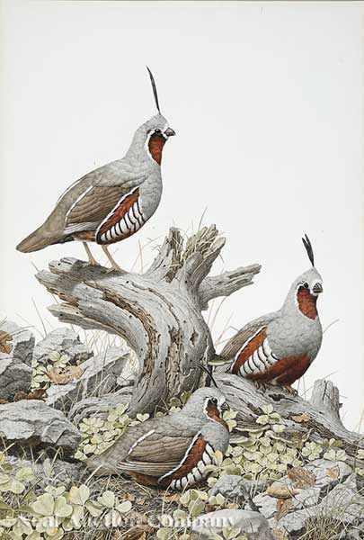 Appraisal: Axel Amuchastegui Argentine - Mountain Quail watercolor on Strathmore board