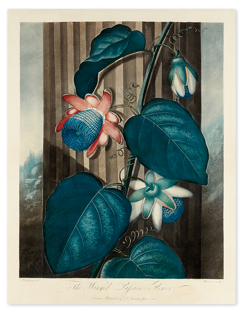 Appraisal: THORNTON ROBERT JOHN The Winged Passion-Flower Hand-finished color-printed aquatint and