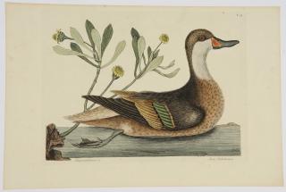 Appraisal: Mark Catesby Bahama White-cheeked Pintail Anas bahamensis Ilathera Duck T