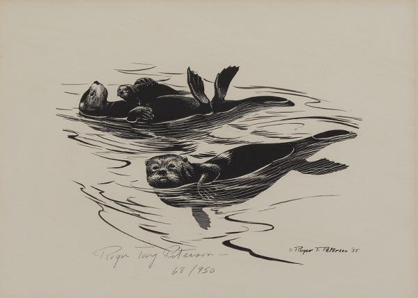 Appraisal: ROGER TORY PETERSON AMERICAN - x sight size Sea Otters