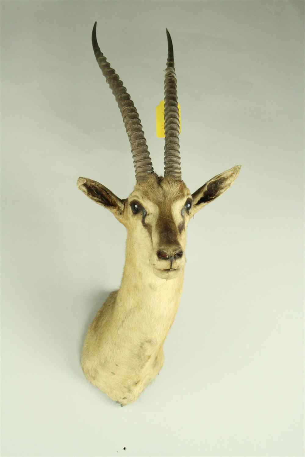 Appraisal: EAST AFRICAN THOMSON'S GAZELLE TAXIDERMY SHOULDER MOUNT JONAS BROS marked