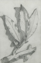 Appraisal: French School ca Branch With Three Leaves Charcoal on paper