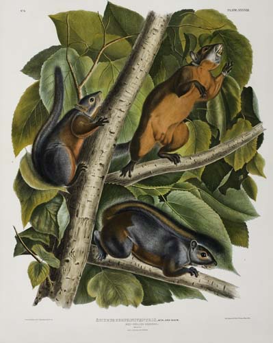 Appraisal: ANIMALS Audubon John James Red-Bellied Squirrel Plate XXXVIII Hand-colored lithographed