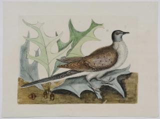 Appraisal: Mark Catesby British - The Pigeon of Passage T from