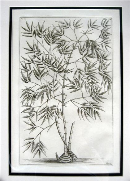 Appraisal: Six black and white copper engravings of tropical plants pierre