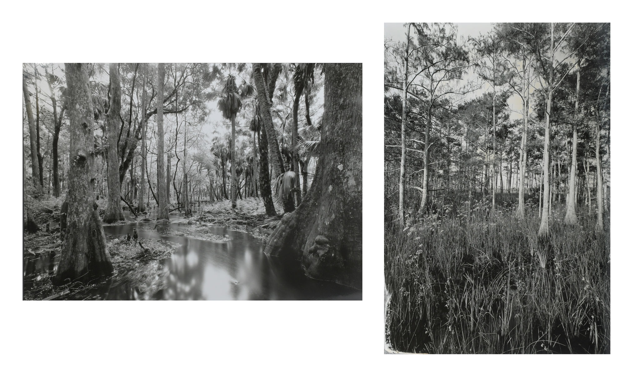 Appraisal: BUTCHER Clyde American - Two Original Photographs ''Tamiami Trail No