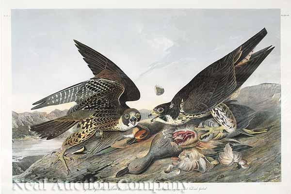 Appraisal: John James Audubon American - Great-footed Hawk Part - Plate