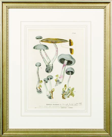 Appraisal: German School Fourth Quarter th Century Mushroom Studies suite of