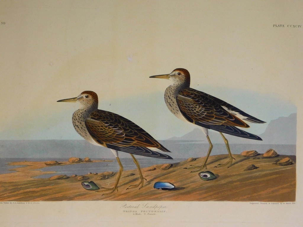 Appraisal: JOHN JAMES AUDUBON PECTORAL SANDPIPERS ETCHING Haiti United States -