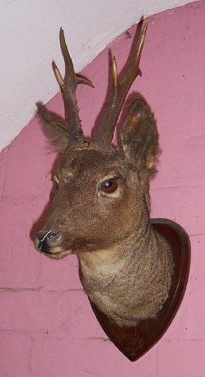 Appraisal: A roe buck's head mounted on a shield