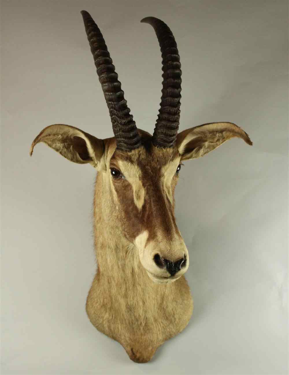 Appraisal: EAST AFRICAN ROAN ANTELOPE TAXIDERMY SHOULDER MOUNT JONAS BROS savanna