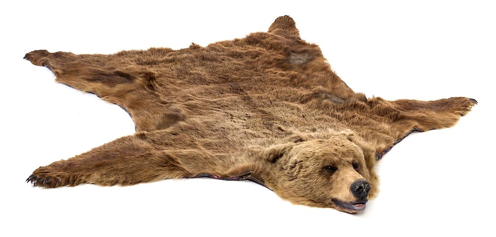 Appraisal: A Taxidermy Bear Skin Rug Length feet inch A Taxidermy