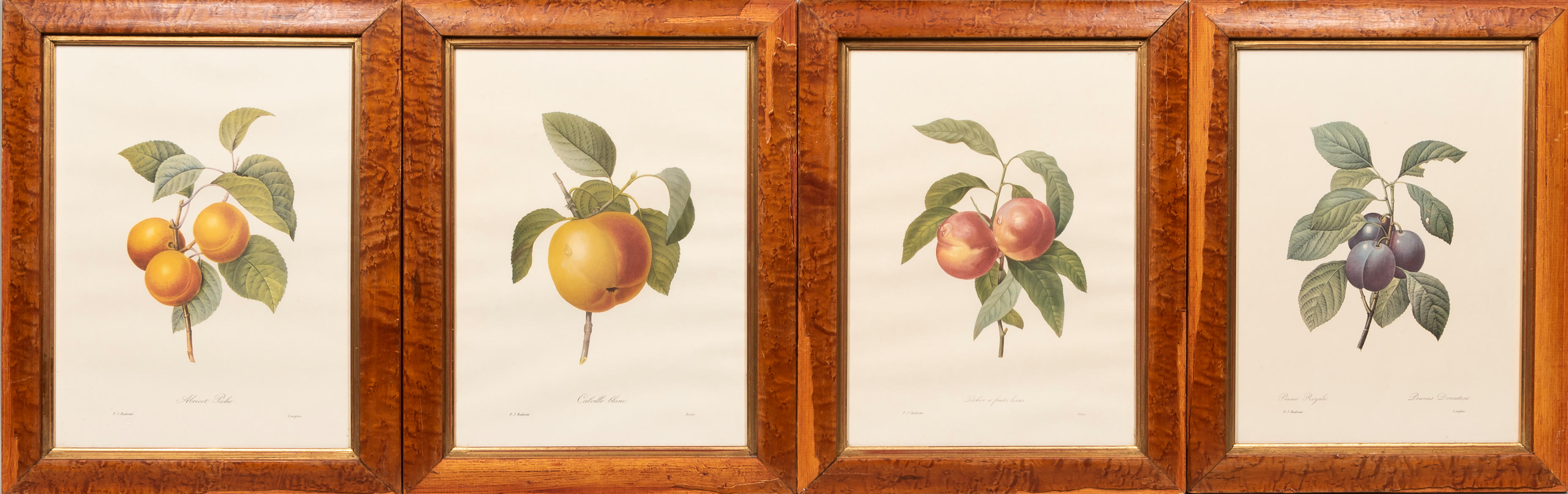 Appraisal: Four Framed Color Lithographs after Redoute frame size x in