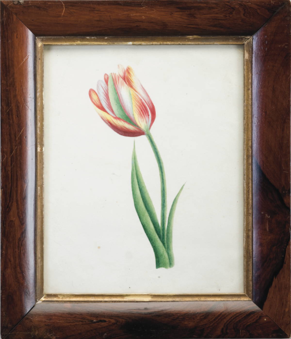 Appraisal: FRAMED ENGLISH WATERCOLOR OF A TULIP TOGETHER WITH A FRAMED