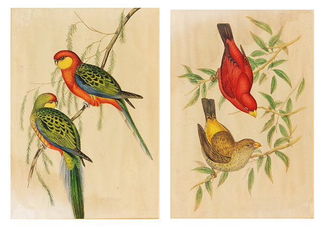 Appraisal: A PAIR OF HAND COLOURED TH CENTURY PRINTS of exotic