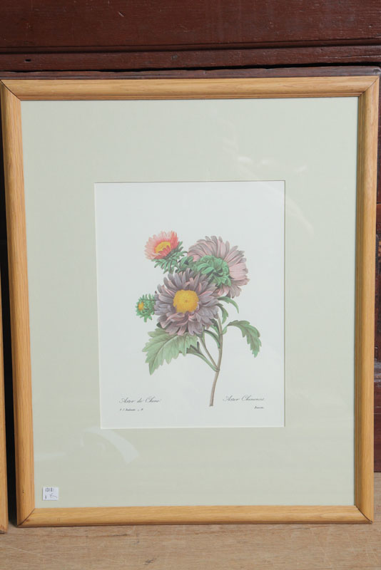 Appraisal: P J REDOUTE - PRINT Handcolored Stipple engraving ''Aster de