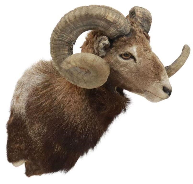 Appraisal: Taxidermy mountain sheep shoulder mount approx h w d lbs