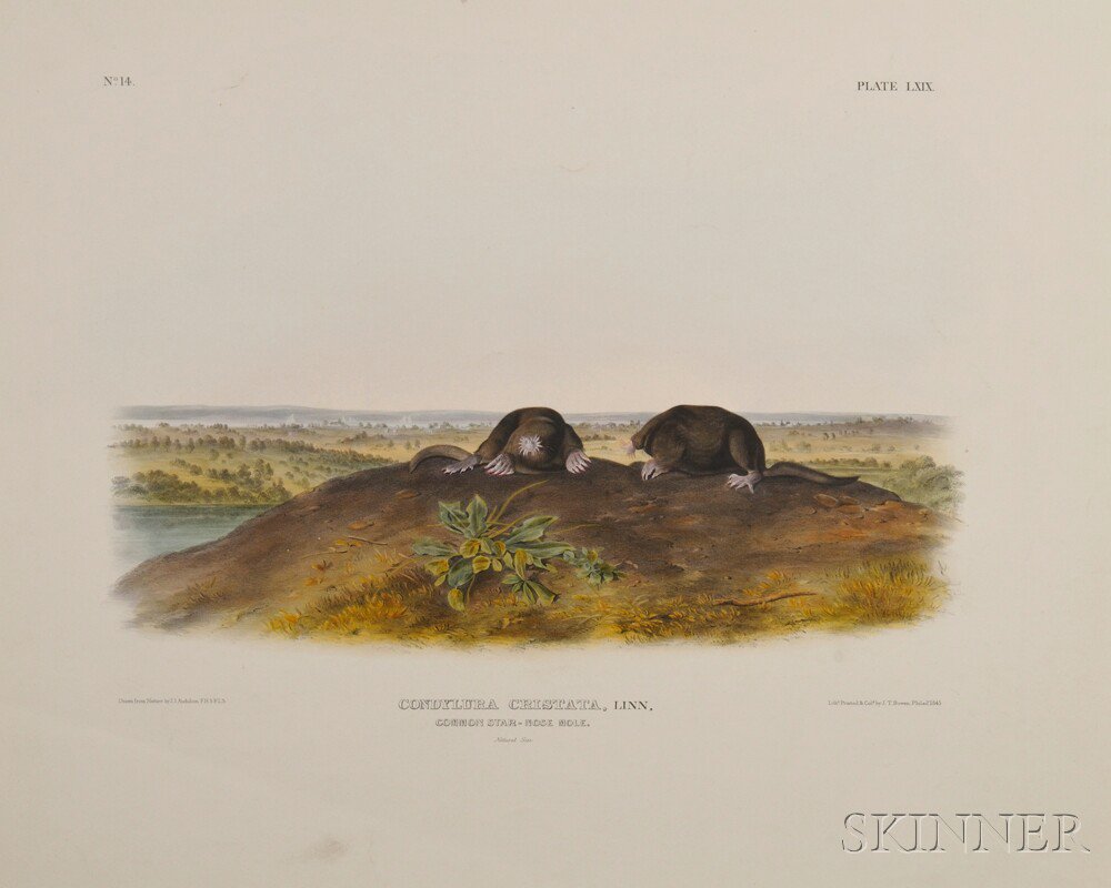 Appraisal: Audubon John James - Common Star Nose Mole Plate LXIX