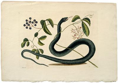 Appraisal: Mark Catesby etching British - Black Rat Snake with spoonleaf