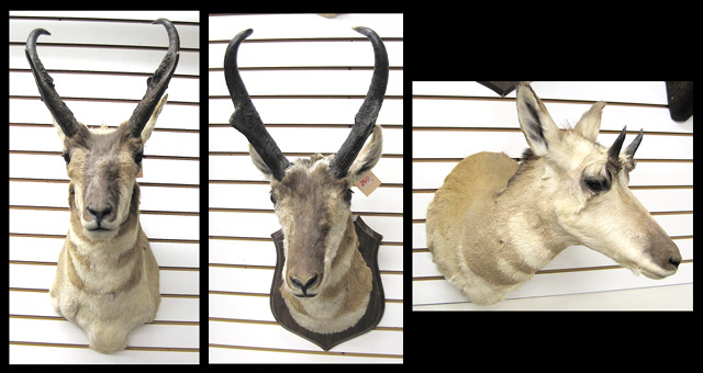 Appraisal: THREE PRONGHORN ANTELOPE trophy head mounts with horns one attached