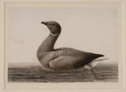 Appraisal: SAMUEL NORTHCOTE JR GRAY DUCK Watercolor on paper x in