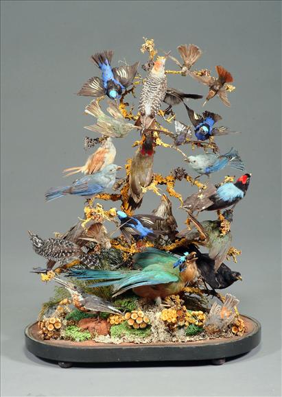 Appraisal: A taxidermy arrangement of various birds late th century under