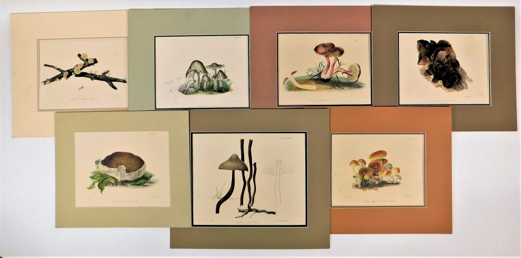 Appraisal: ANTIQUE FUNGI MUSHROOM COLORED LITHOGRAPHS Europe th- th CenturySeven color