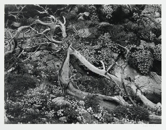 Appraisal: WESTON BRETT - Group of photographs from his Ten Photographs