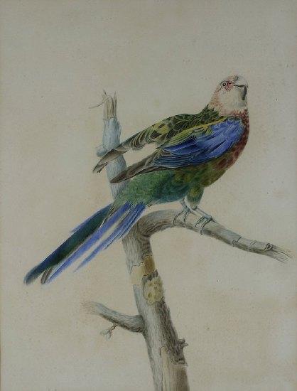 Appraisal: English School mid th CenturyA Parrot perched on a branch