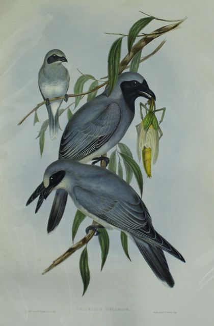 Appraisal: Black-faced Graucalus Graucalus Melanops