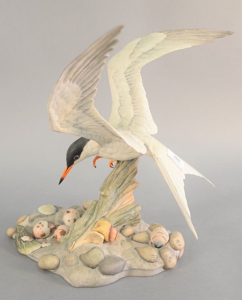 Appraisal: Boehm Common Tern porcelain sculpture ht Boehm Common Tern porcelain