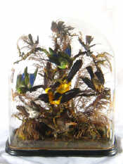 Appraisal: Taxidermy A group of nine brightly coloured birds including humming