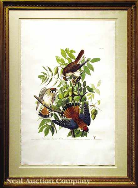 Appraisal: John James Audubon American - American Sparrow Hawk Plate hand-colored