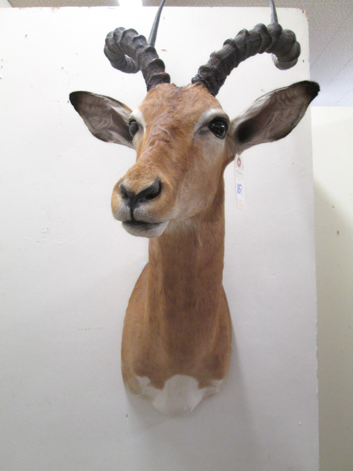 Appraisal: TAXIDERMY TROPHY MOUNT African Impala antelope head shoulder mount with