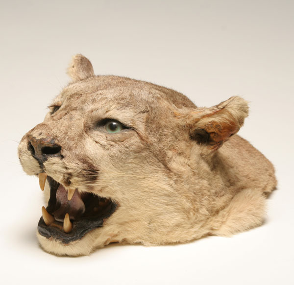 Appraisal: Cougar taxidermy head with open mouth H x L Good